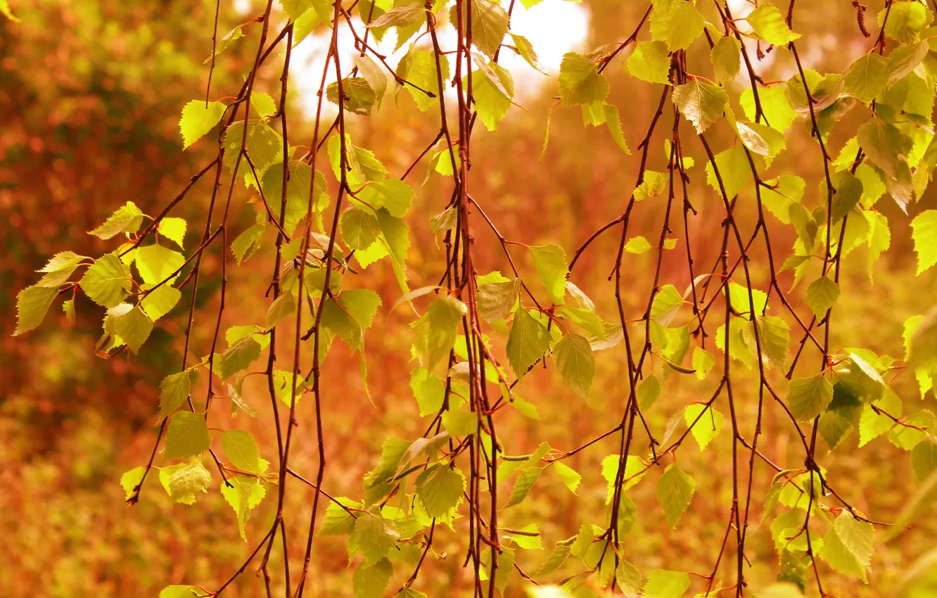 Photo wallpaper autumn, tree, leaf, twig
