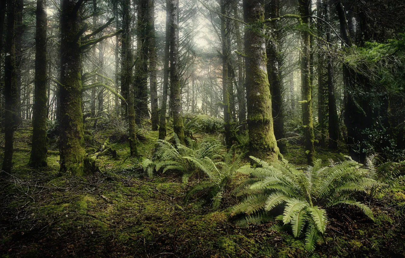 Photo wallpaper forest, trees, coniferous, fern