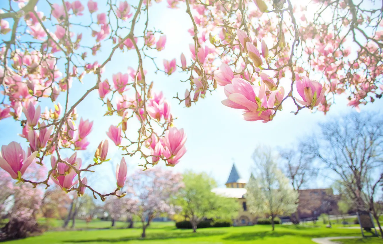 Photo wallpaper leaves, light, flowers, branches, Park, background, building, spring