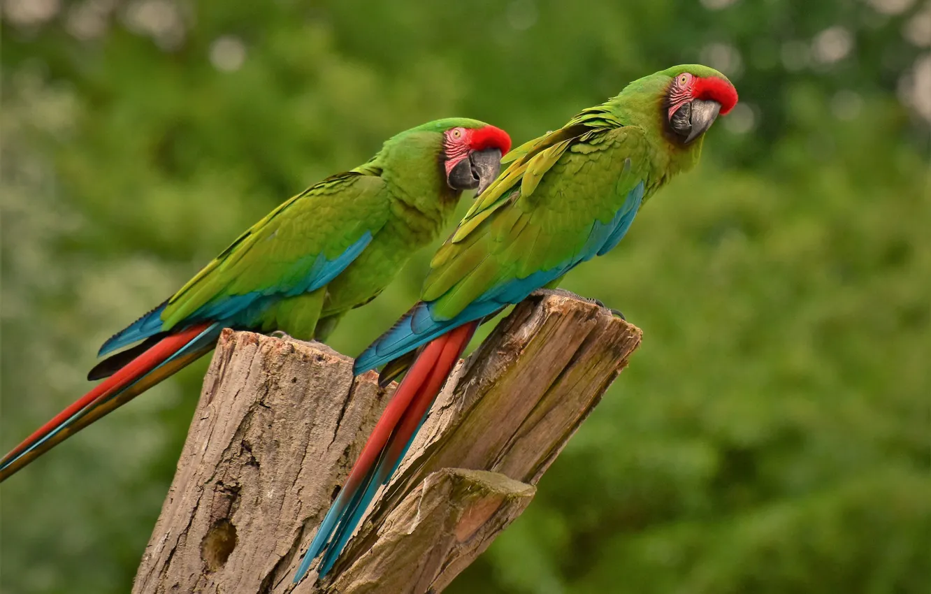 Photo wallpaper bird, feathers, parrot, color, beak