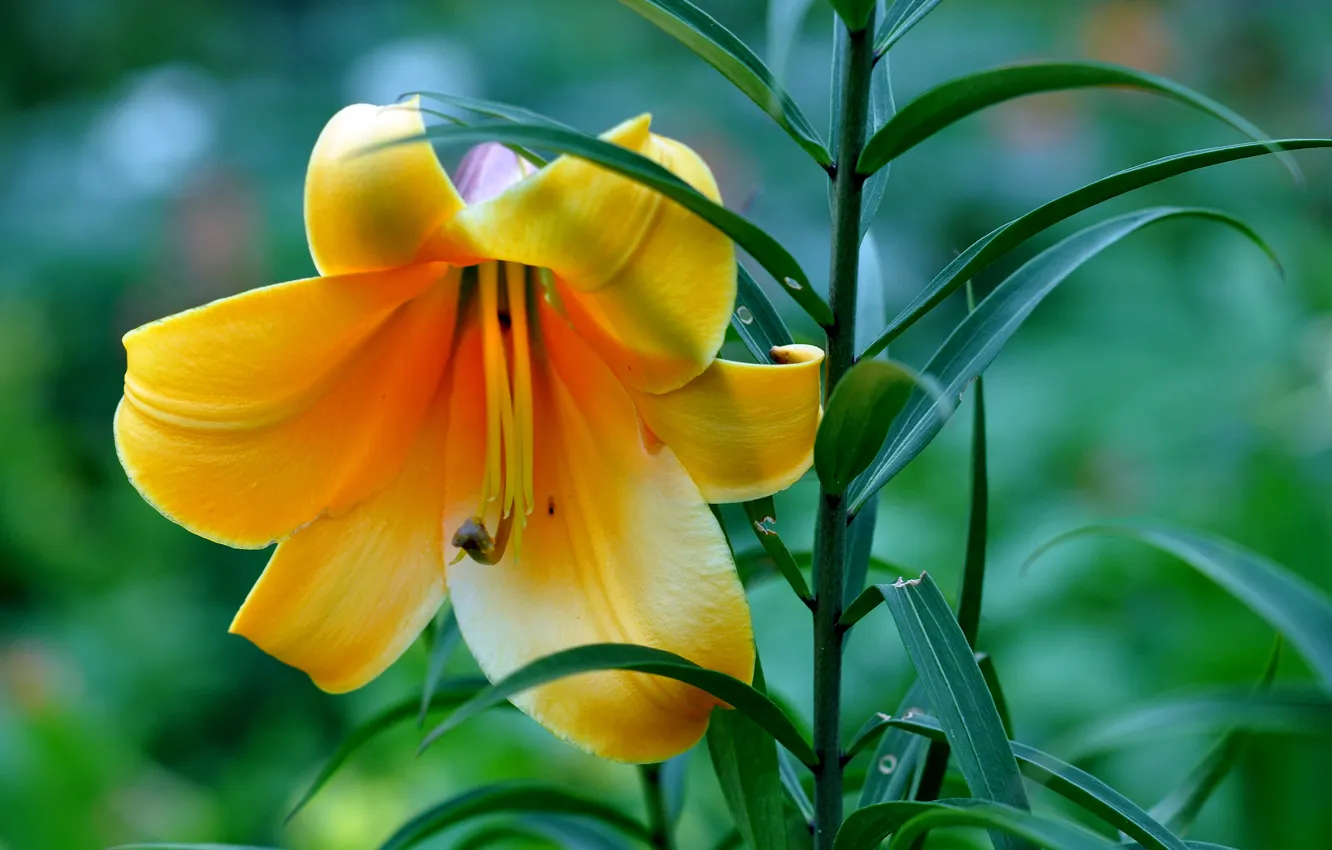 Photo wallpaper leaves, nature, Lily, petals, stem