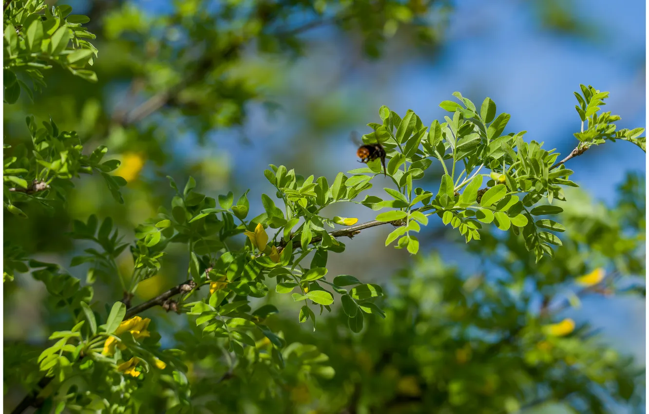 Photo wallpaper nature, spring, bumblebee, bokeh, acacia