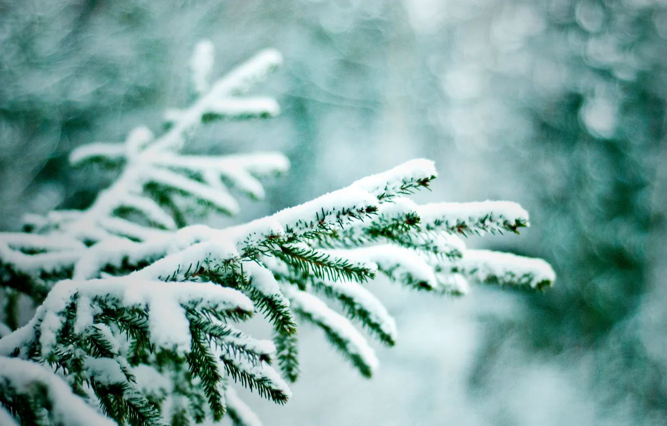 Photo wallpaper winter, snow, branches, nature, tree, bokeh