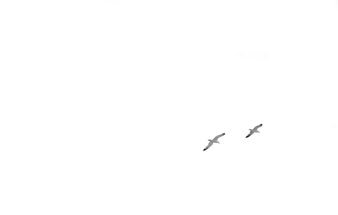 Photo wallpaper the sky, bird, minimalism