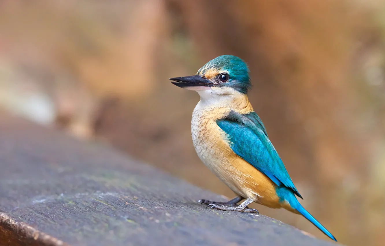 Photo wallpaper blue, bird, Board, Kingfisher
