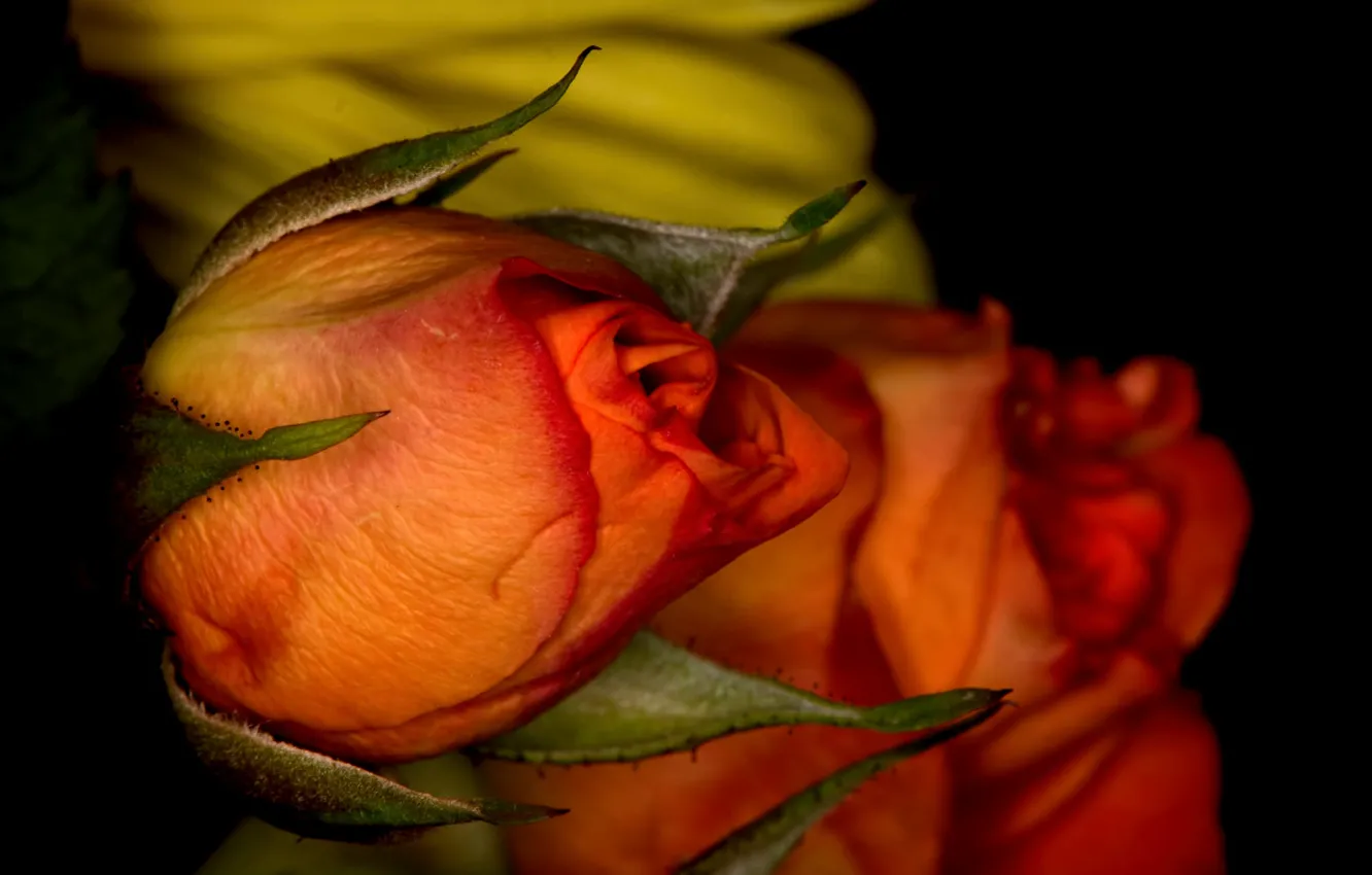 Photo wallpaper nature, roses, petals, buds