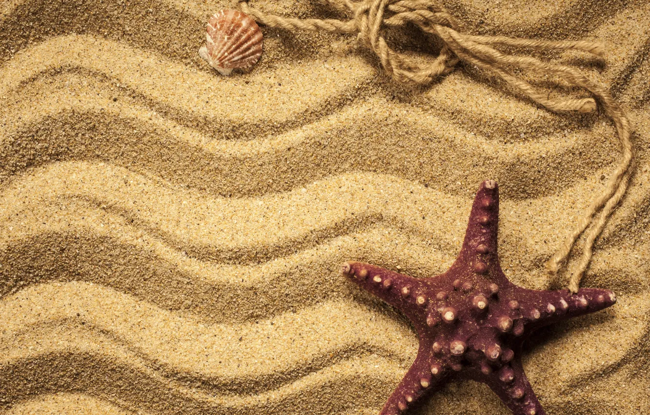 Photo wallpaper sand, shell, starfish, beach, texture, sand, marine, starfish
