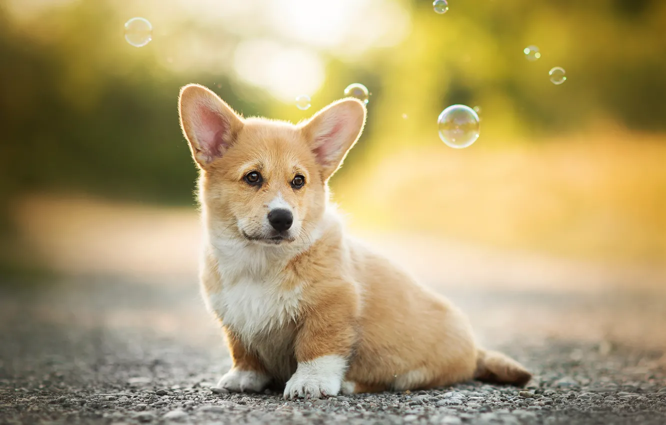 Photo wallpaper dog, bubbles, puppy, bokeh, Welsh Corgi