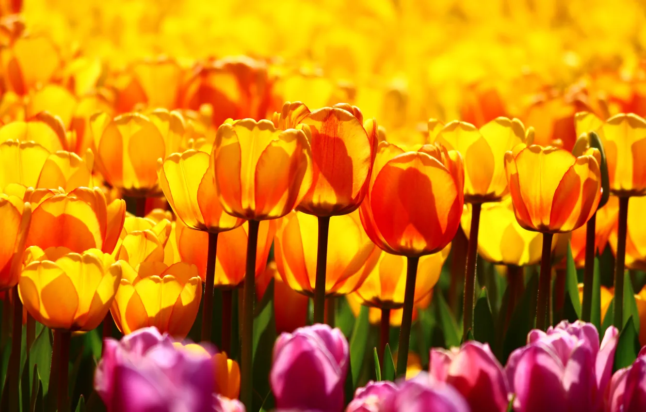 Photo wallpaper field, light, flowers, bright, yellow, garden, tulips, orange