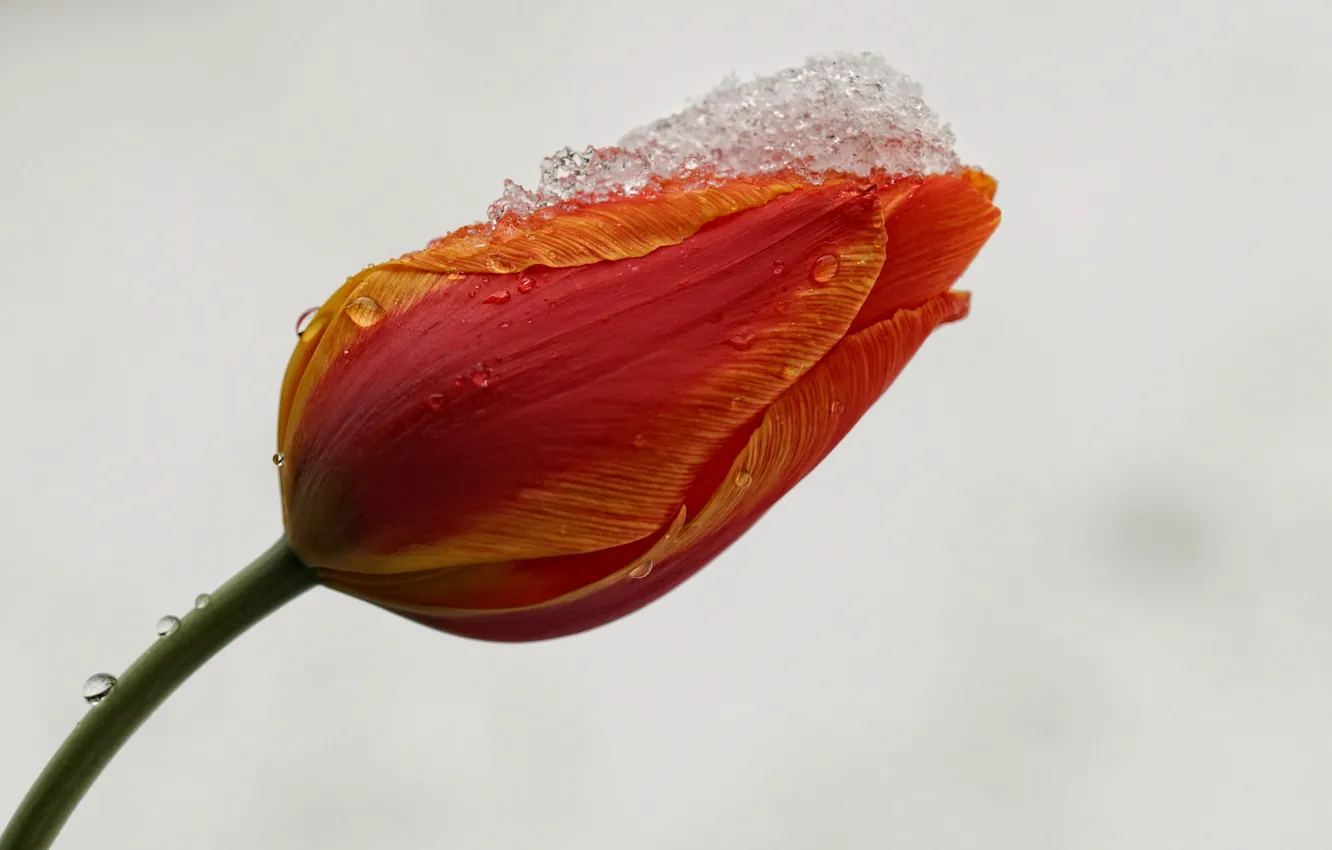 Photo wallpaper flower, snow, Tulip