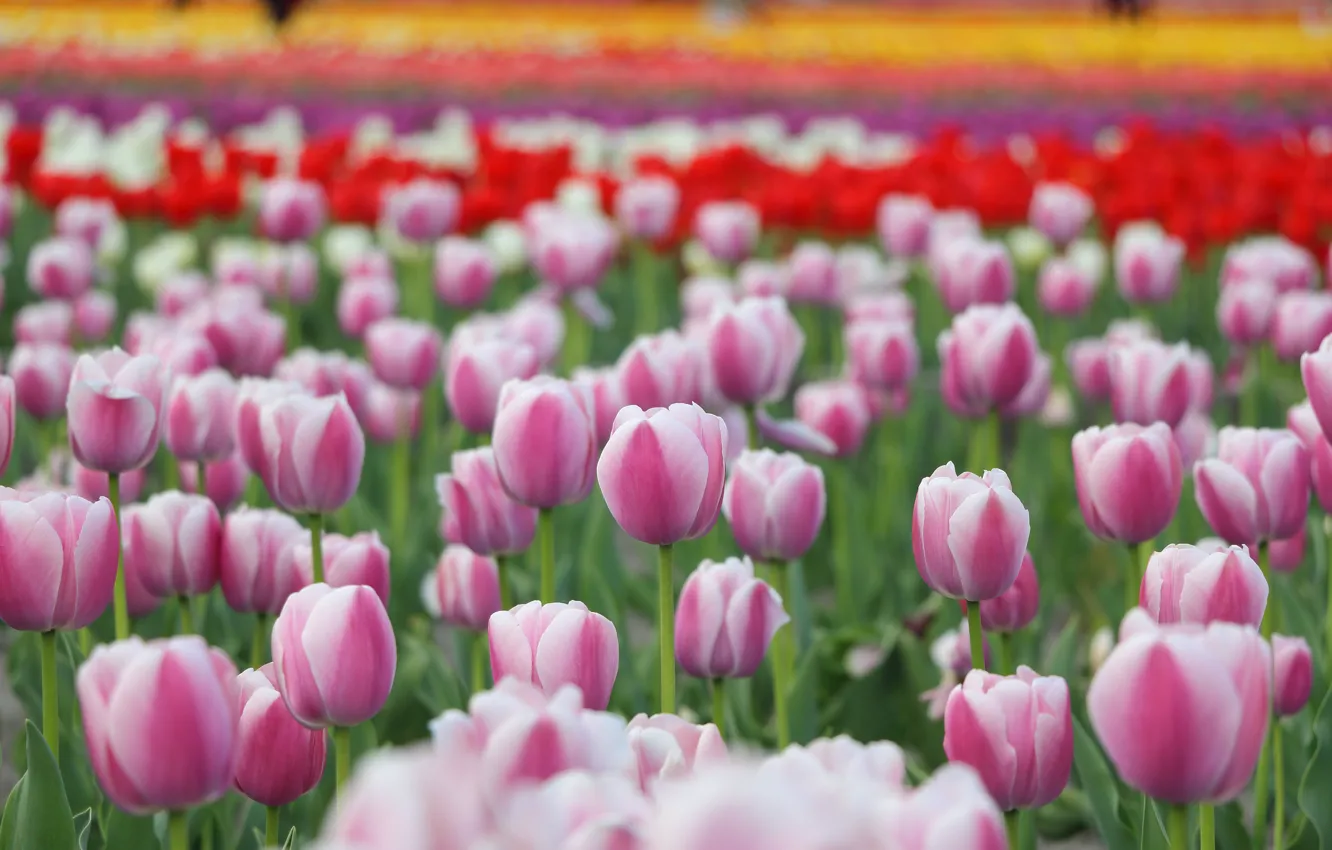 Photo wallpaper field, flowers, red, spring, tulips, pink, bokeh, plantation