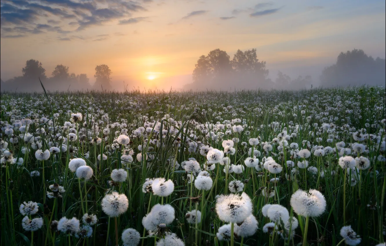 Photo wallpaper fog, dawn, meadow, dandelions