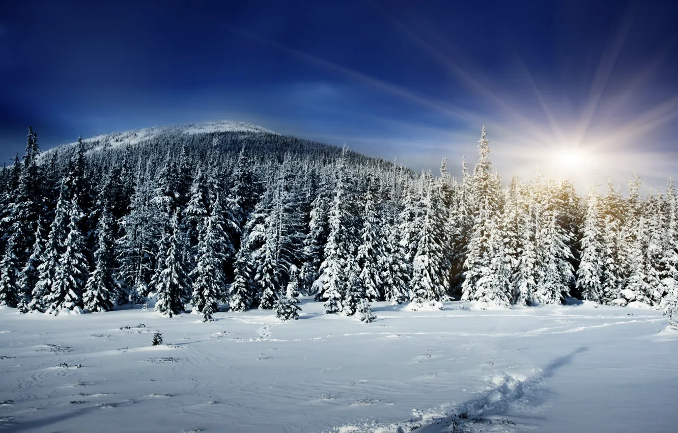 Photo wallpaper winter, forest, the sun, rays, snow, shadow, hill, tree