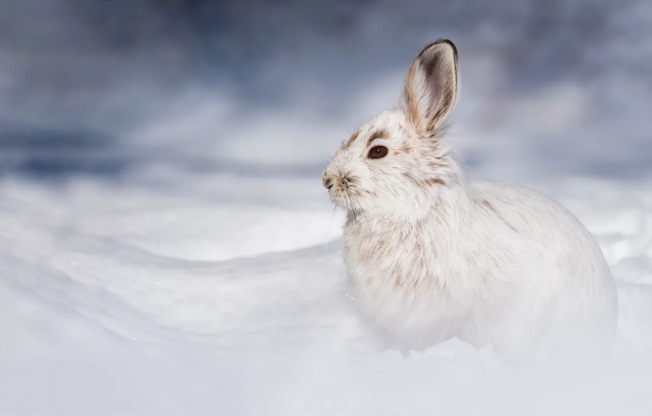 Photo wallpaper winter, snow, nature, hare, the snow, profile, Whitey