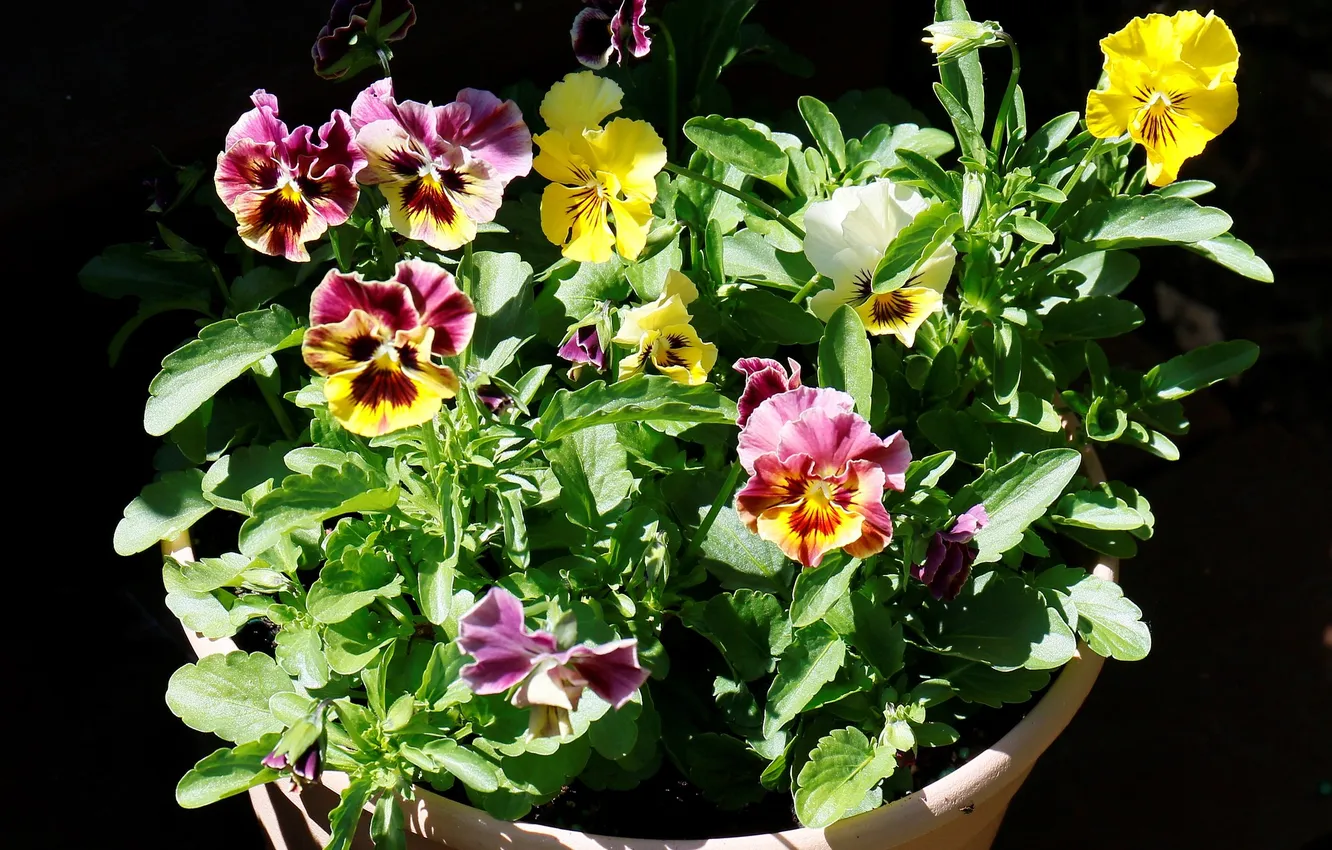 Photo wallpaper flowers, pot, Pansy