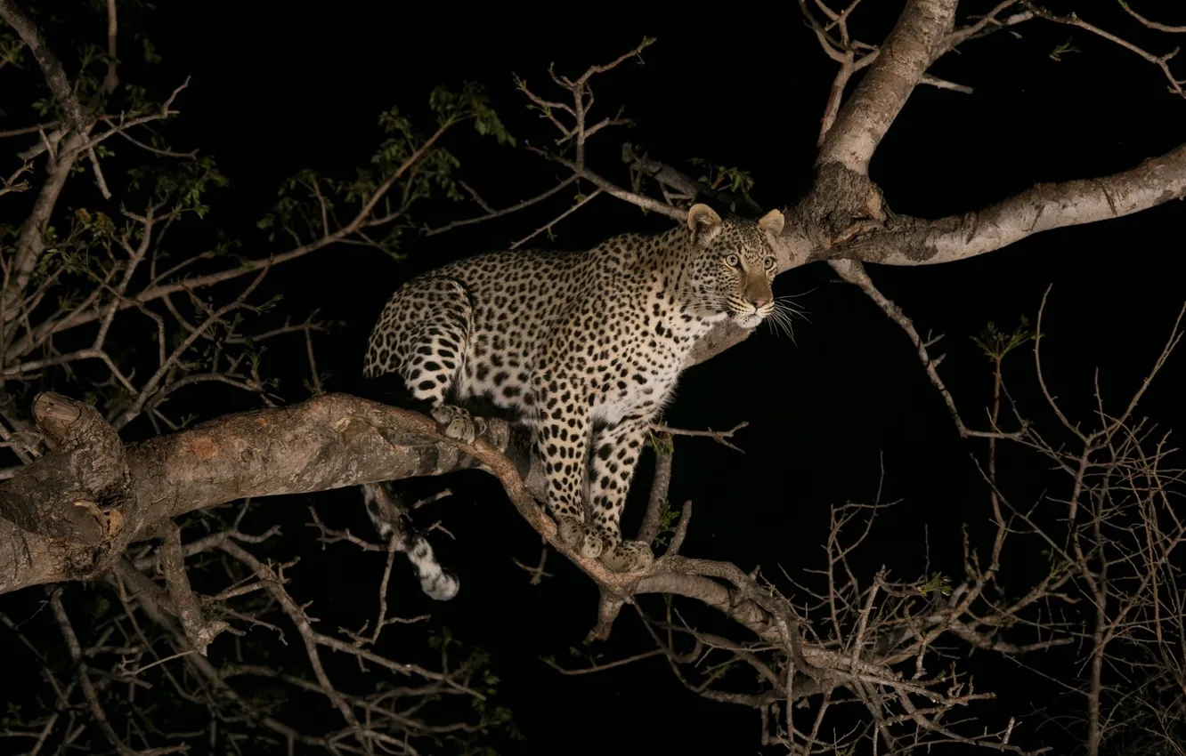 Photo wallpaper night, predator, leopard, wild cat, on the tree, young