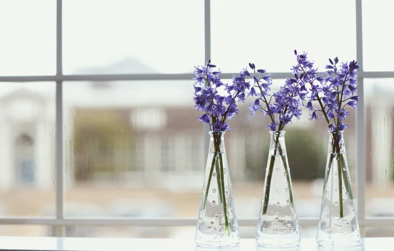 Photo wallpaper flowers, petals, purple, vase, lilac
