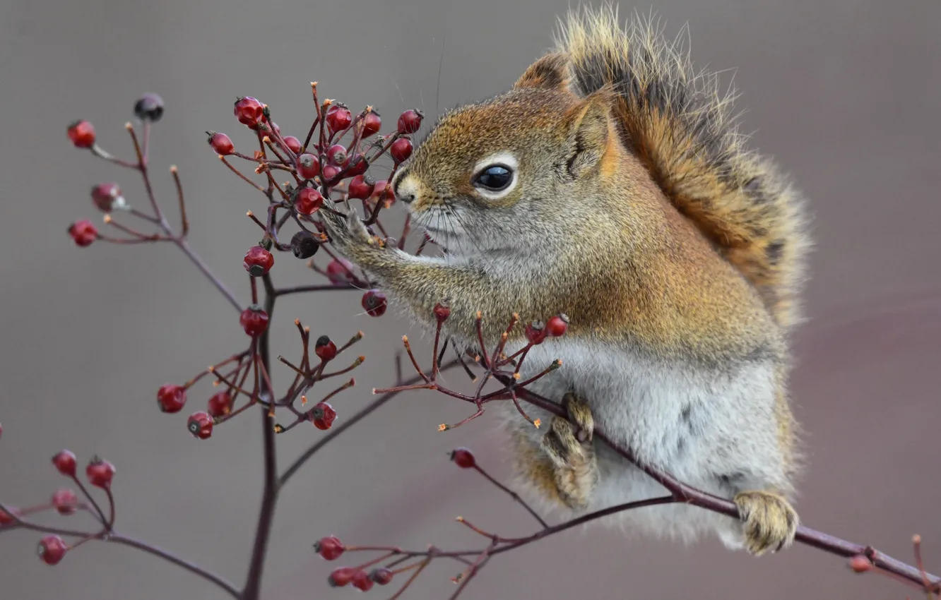 Photo wallpaper branches, berries, background, protein, squirrel