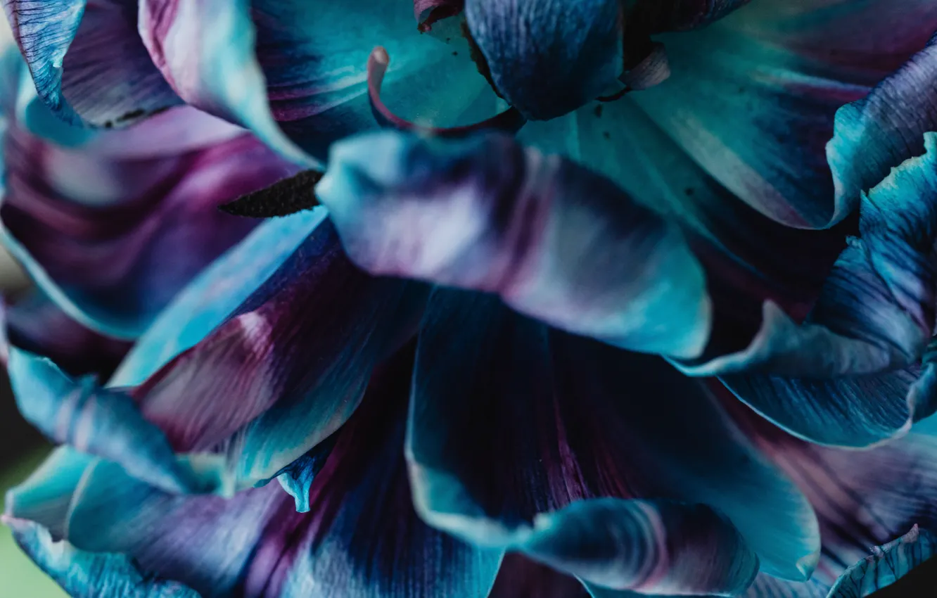 Photo wallpaper flowers, beautiful, colours