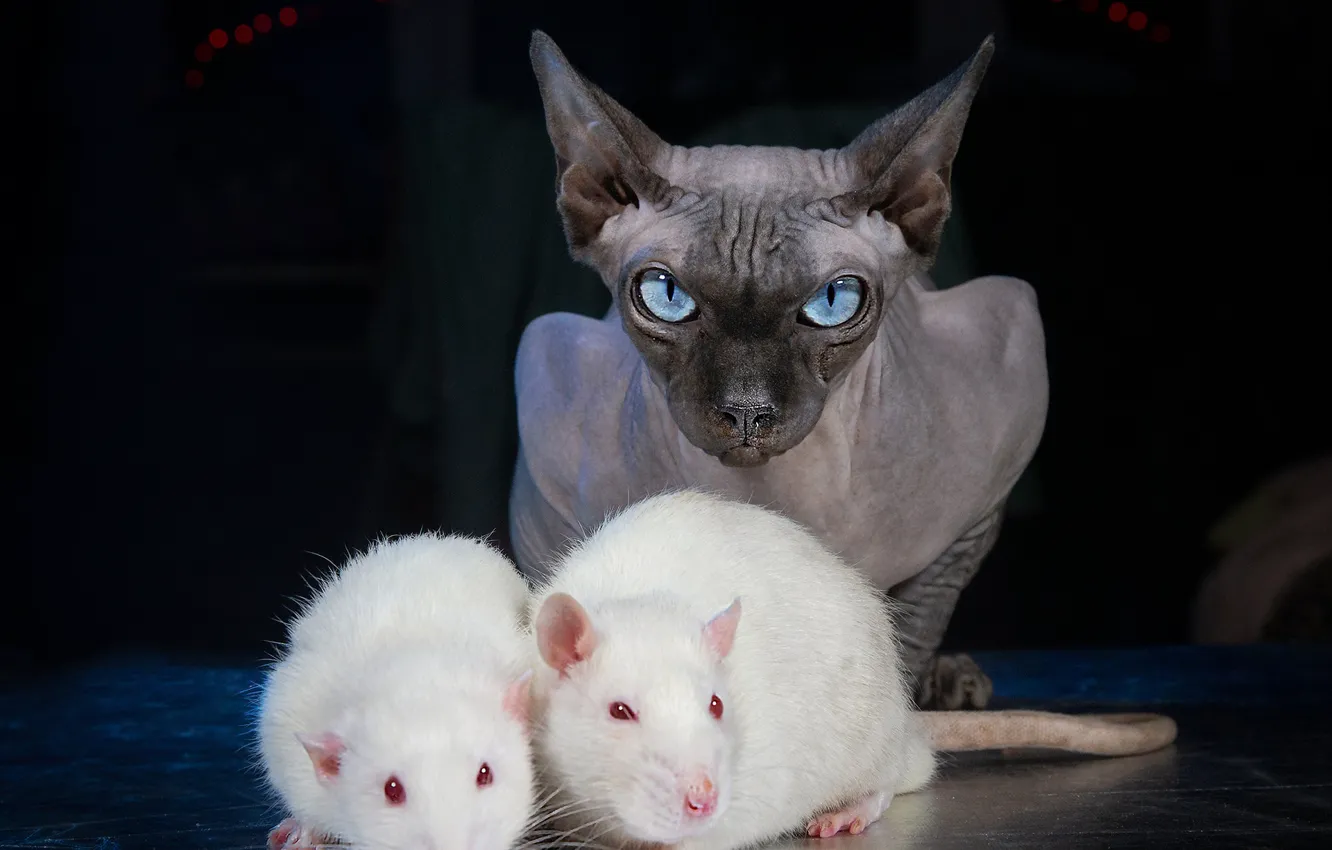 Photo wallpaper cat, cat, look, blue eyes, the dark background, Sphinx, rat, white rats