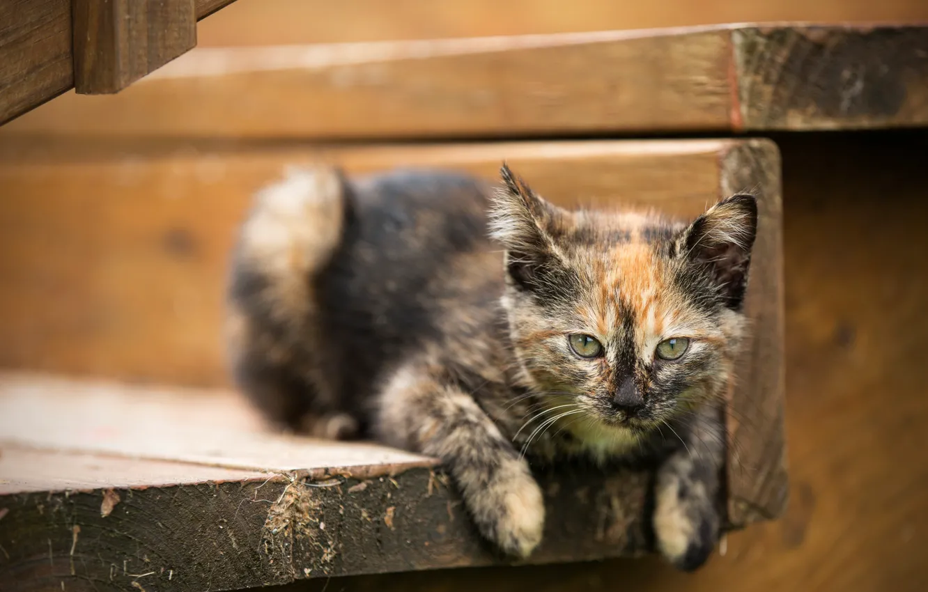 Photo wallpaper cat, look, pose, Board, ladder, stage, kitty, motley