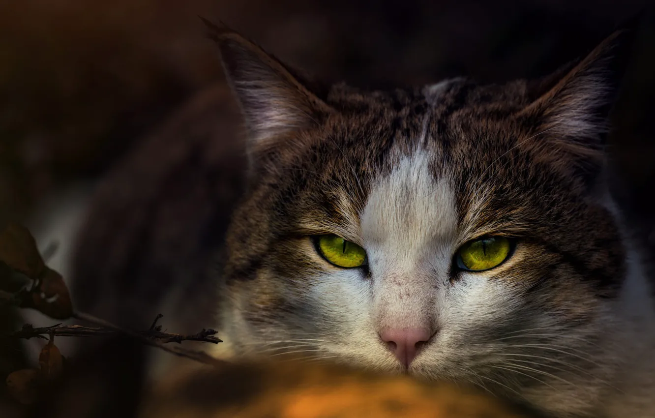 Photo wallpaper cat, cat, look, face, close-up, branches, the dark background, portrait
