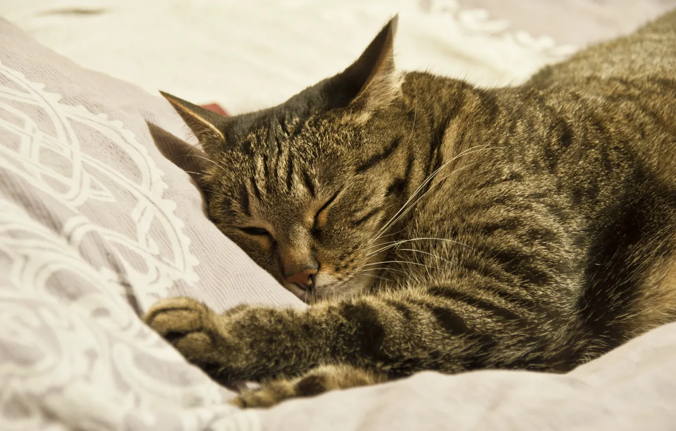 Photo wallpaper cat, cat, cat, sleeping, kitty, nyasha