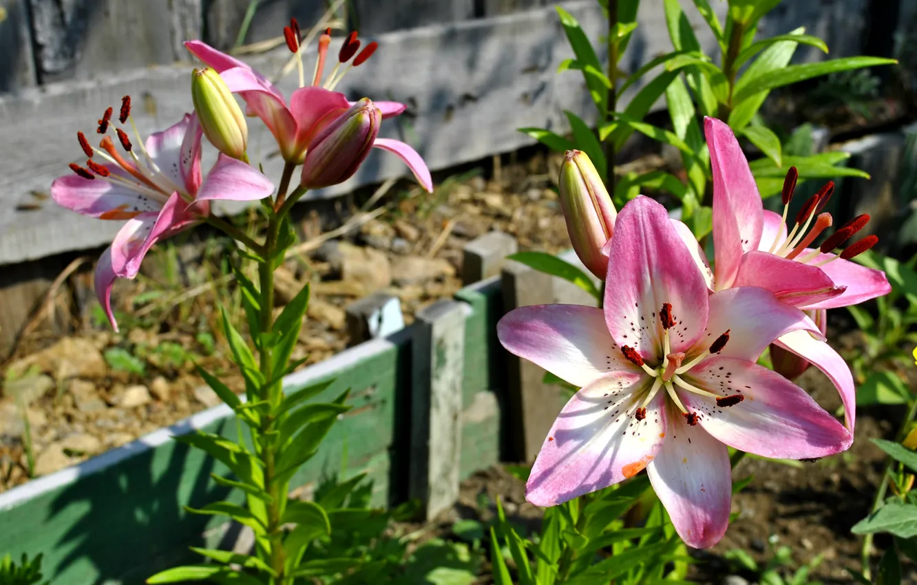 Photo wallpaper white, flowers, Lily, pink, summer.