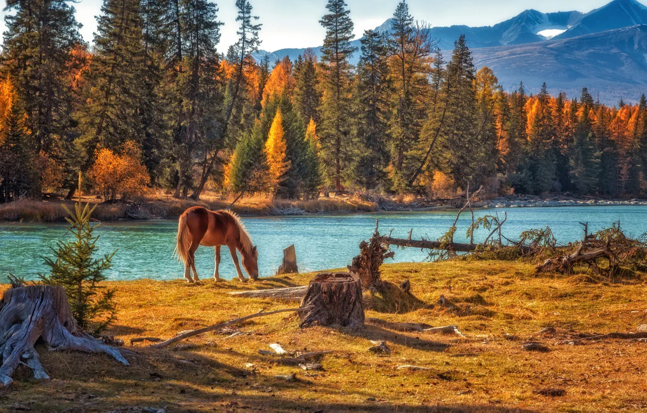 Photo wallpaper trees, river, horse, horse, beauty, Lora Pavlova, On the far shore
