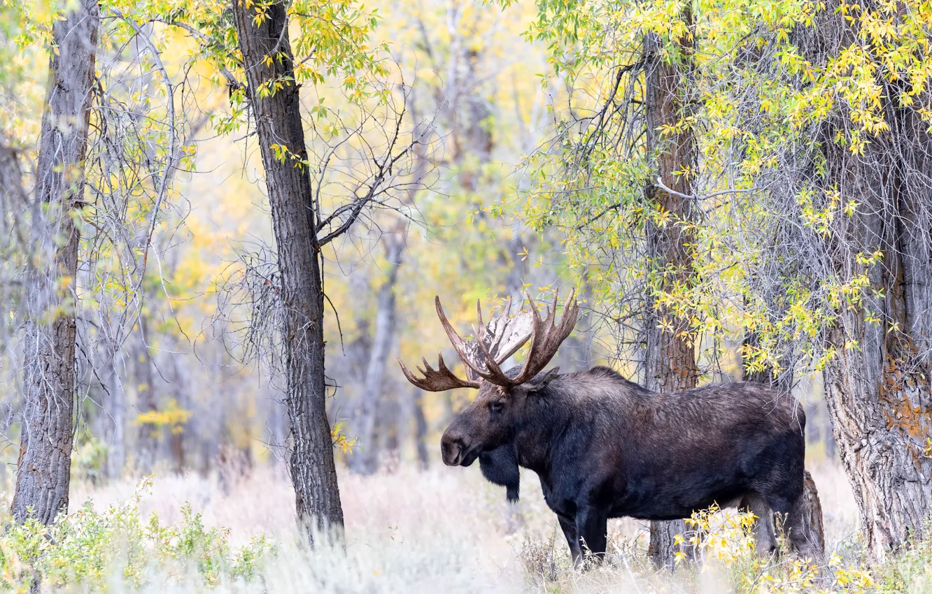 Photo wallpaper autumn, forest, trees, branches, moose