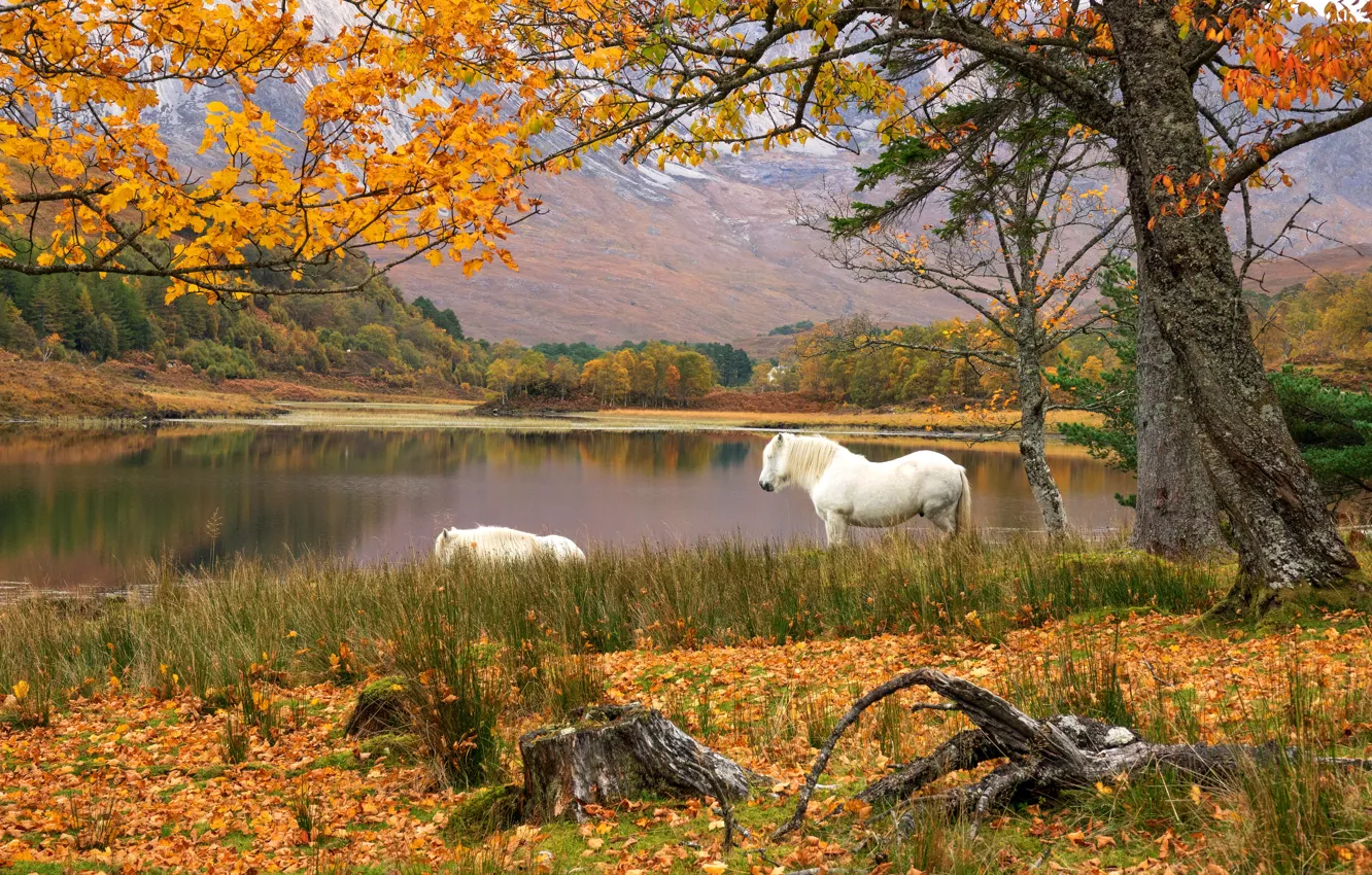 Photo wallpaper autumn, trees, mountains, branches, shore, foliage, stump, horses