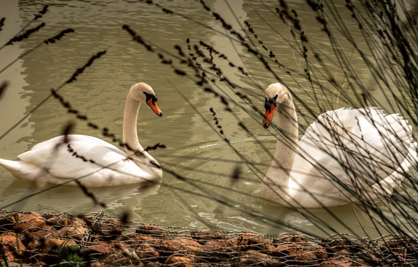 Photo wallpaper grass, bird, two, pair, white, swans, pond, swimming