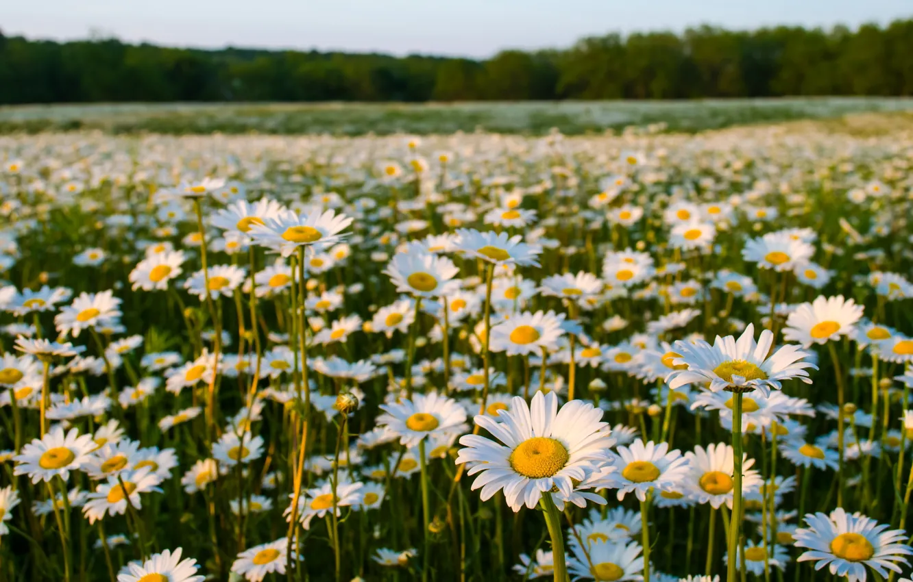 Photo wallpaper summer, nature, chamomile, meadow