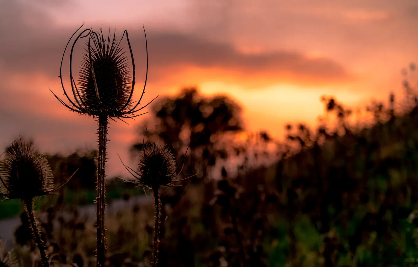 Photo wallpaper grass, sky, sunset, autumn, tree, hillside, meadow, Lush