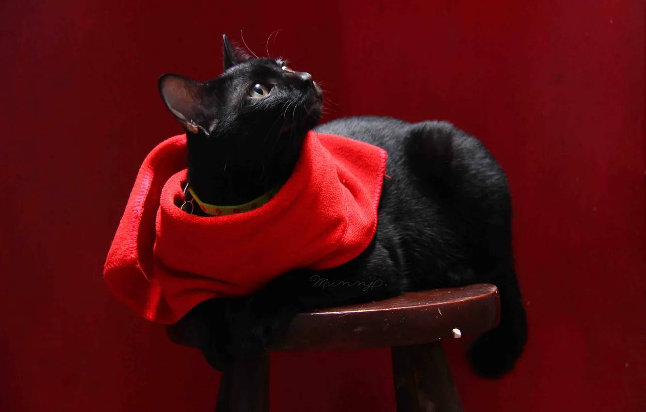 Photo wallpaper cat, cat, background, black, napkin, stool