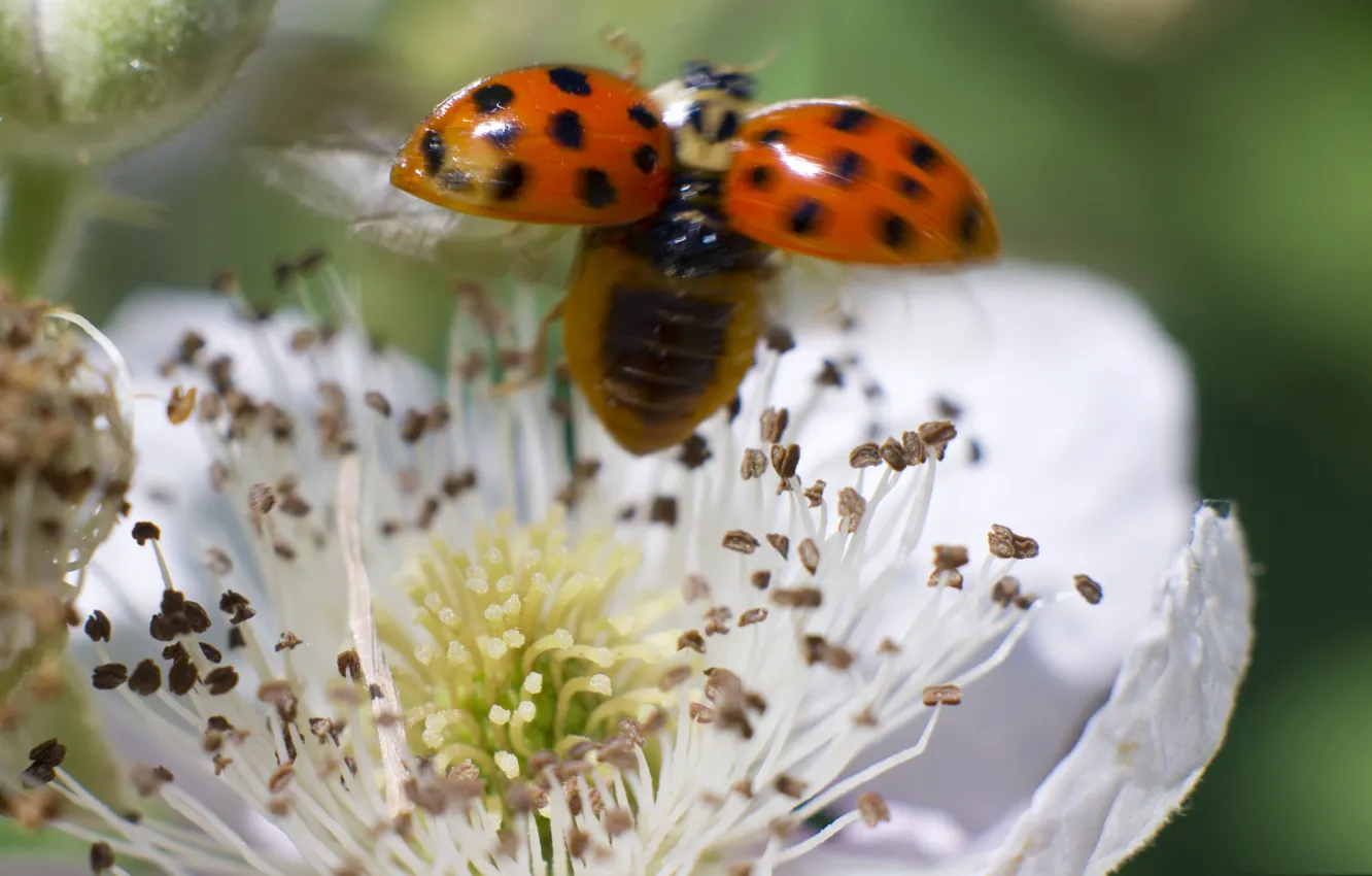 Photo wallpaper flower, nature, ladybug, insect