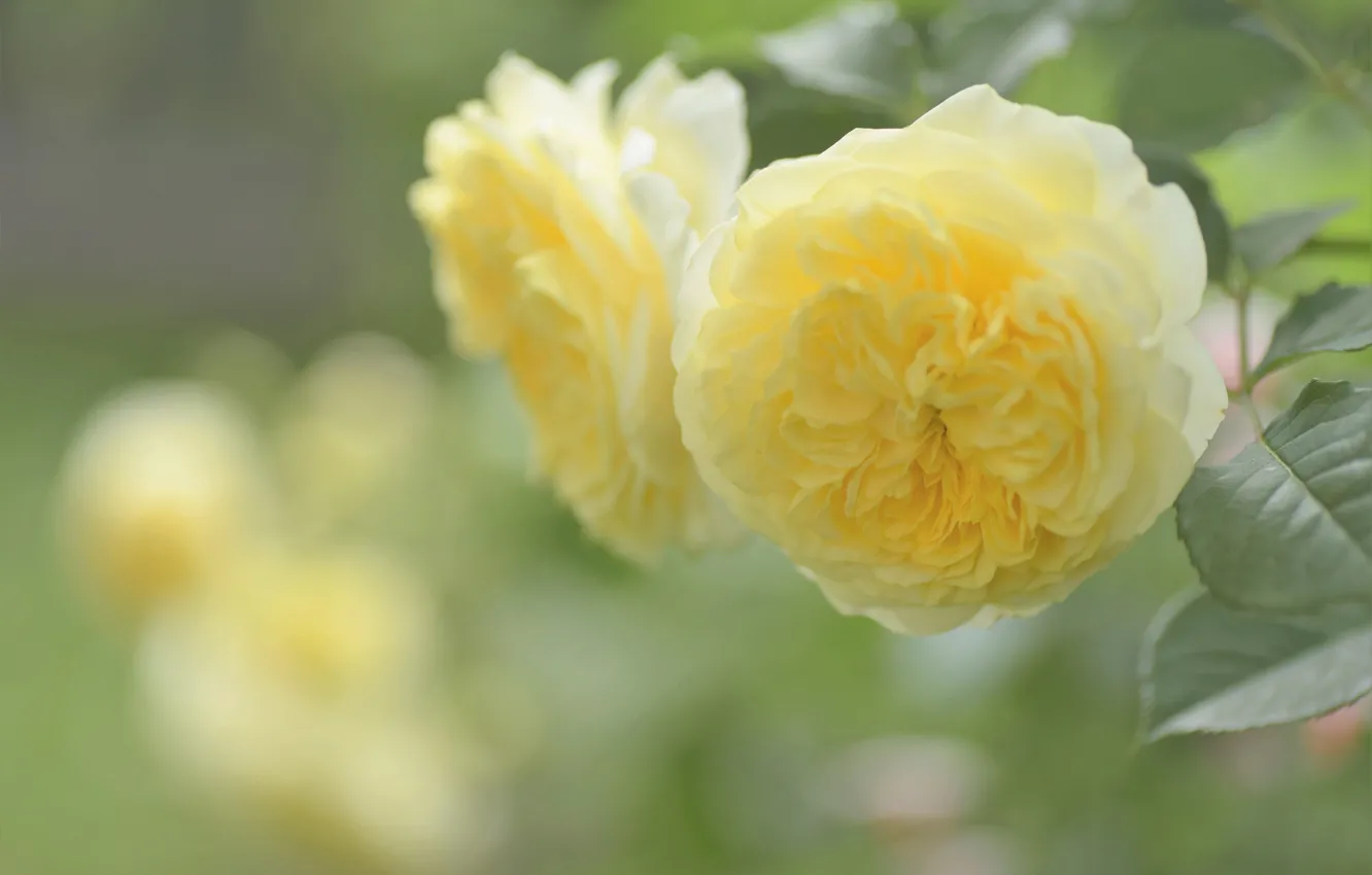 Photo wallpaper flowers, yellow, background, two, roses, blur, Duo, bokeh