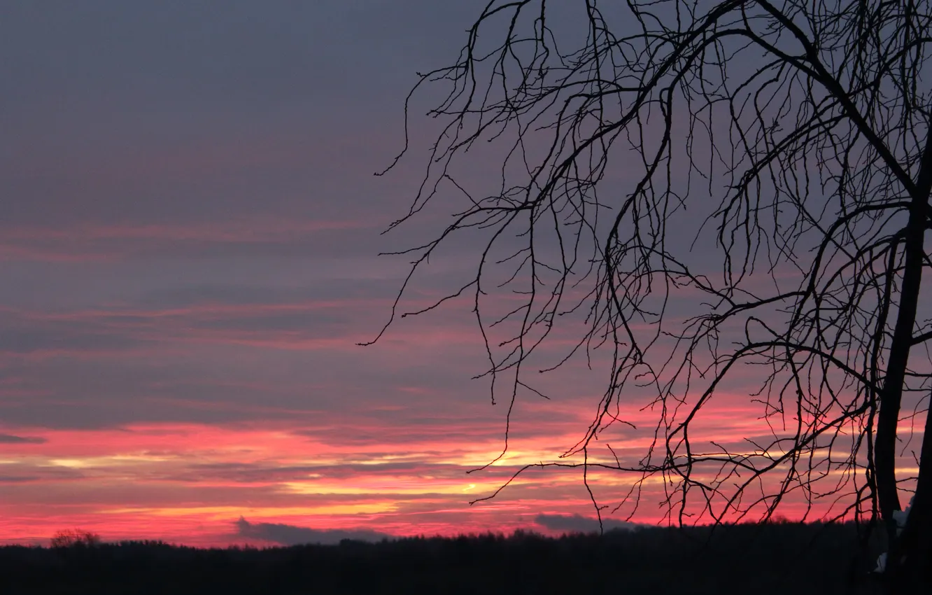 Photo wallpaper sunset, branches, twilight, The clouds are purple