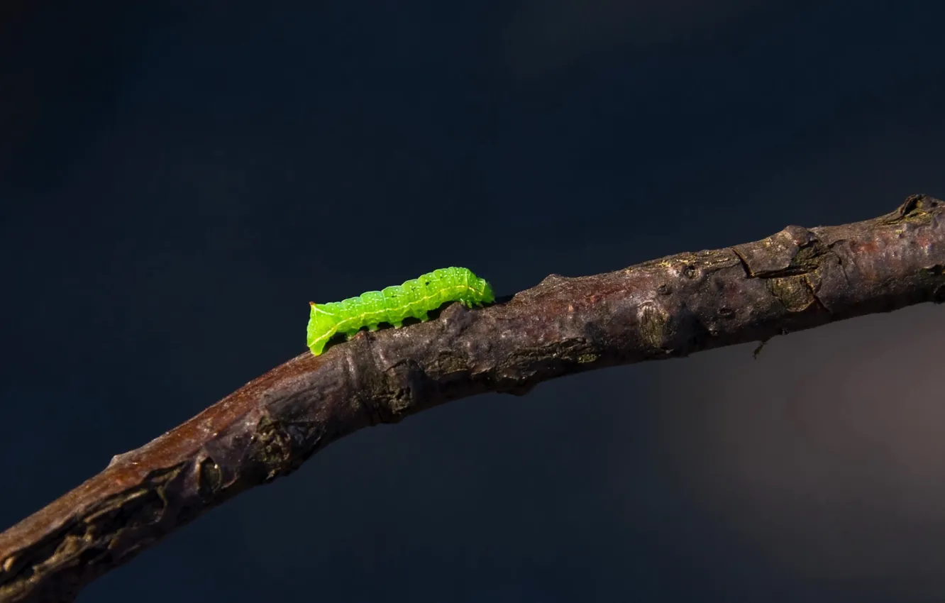 Photo wallpaper caterpillar, branches, 155