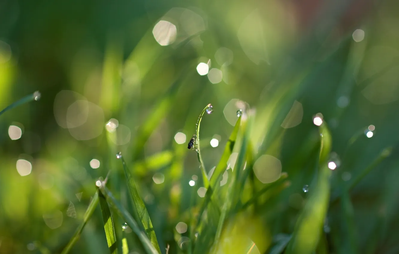 Photo wallpaper greens, grass, drops, macro, nature, photo, background, Wallpaper