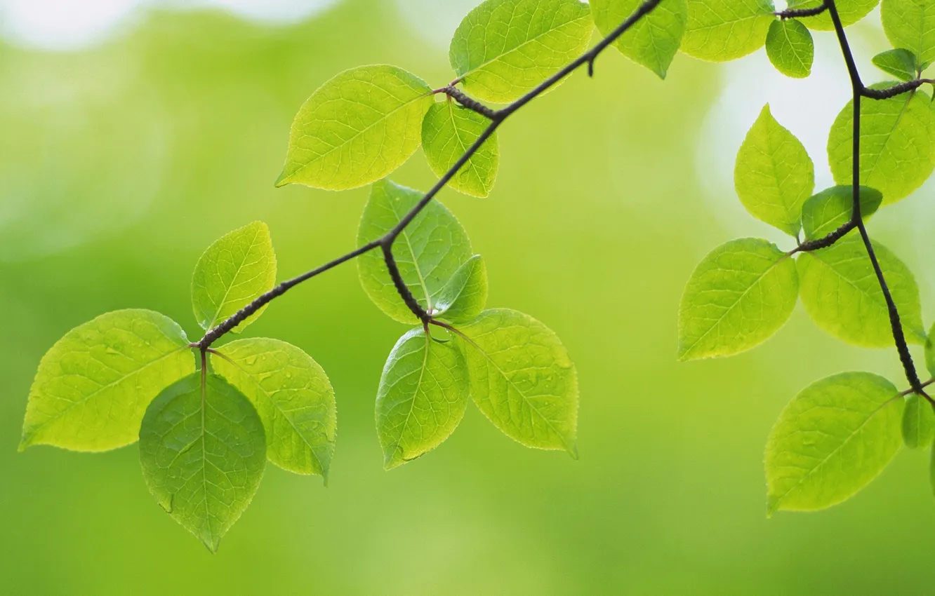 Photo wallpaper greens, leaves, macro, branches, nature, green, green, leaf