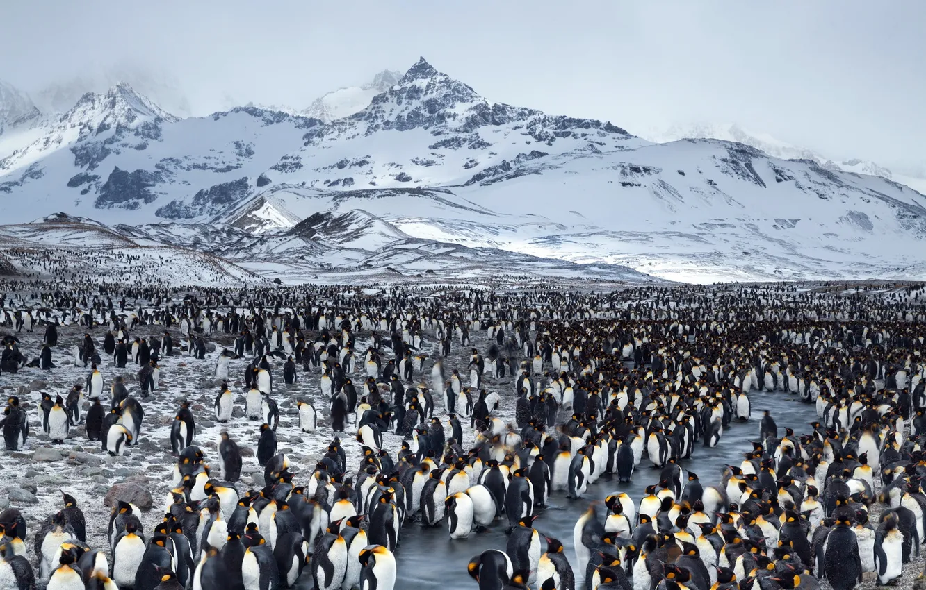 Photo wallpaper landscape, nature, penguins