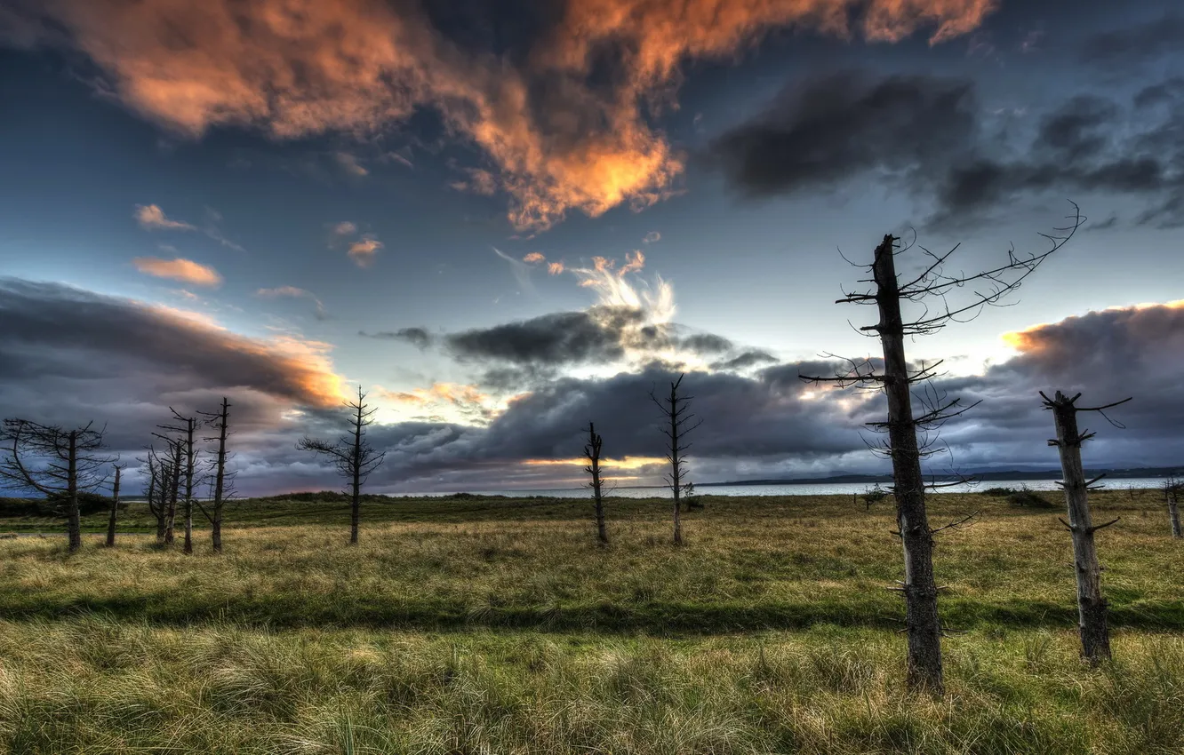Photo wallpaper field, trees, landscape