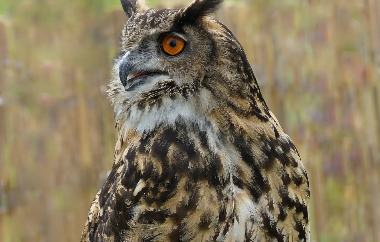 Photo wallpaper bird, feathers, Long-eared owl