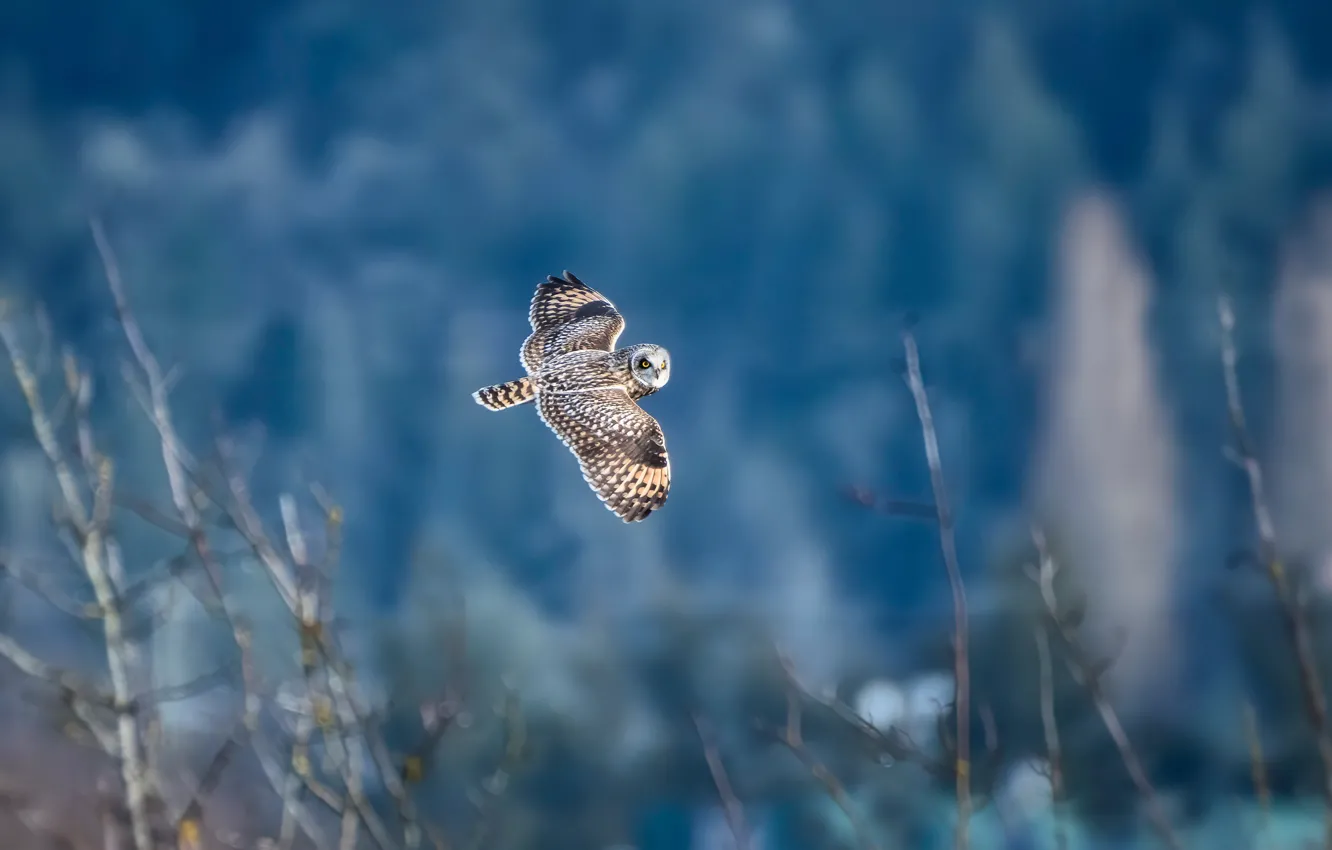 Photo wallpaper background, owl, bird, flight, bokeh, Short-eared owl