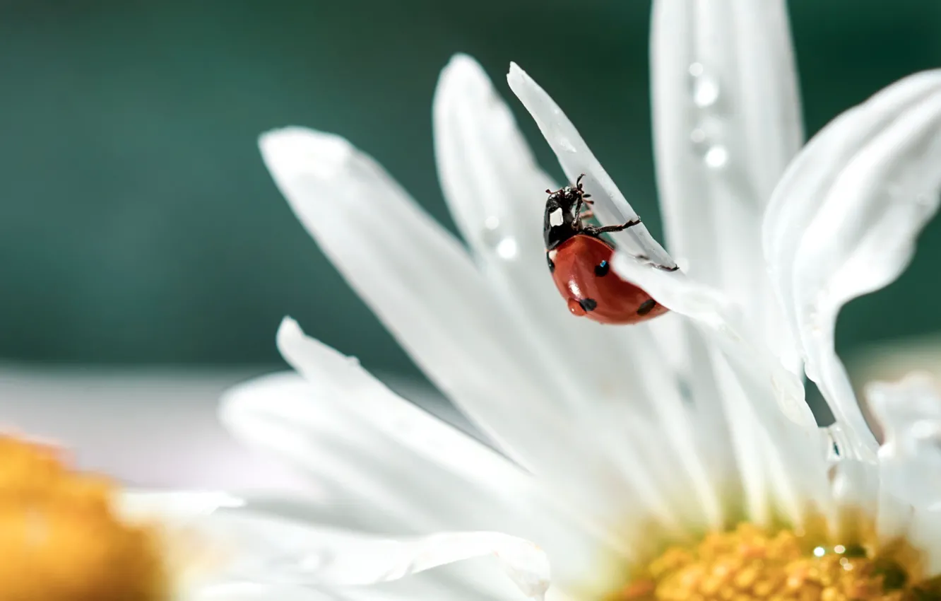 Photo wallpaper macro, ladybug, petals, Daisy