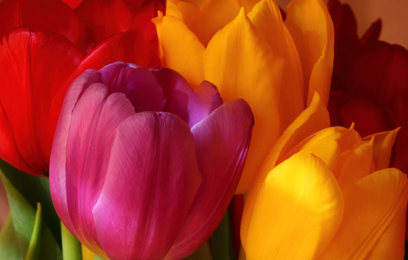 Photo wallpaper flowers, orange, yellow, red, pink, bright, bouquet, tulips