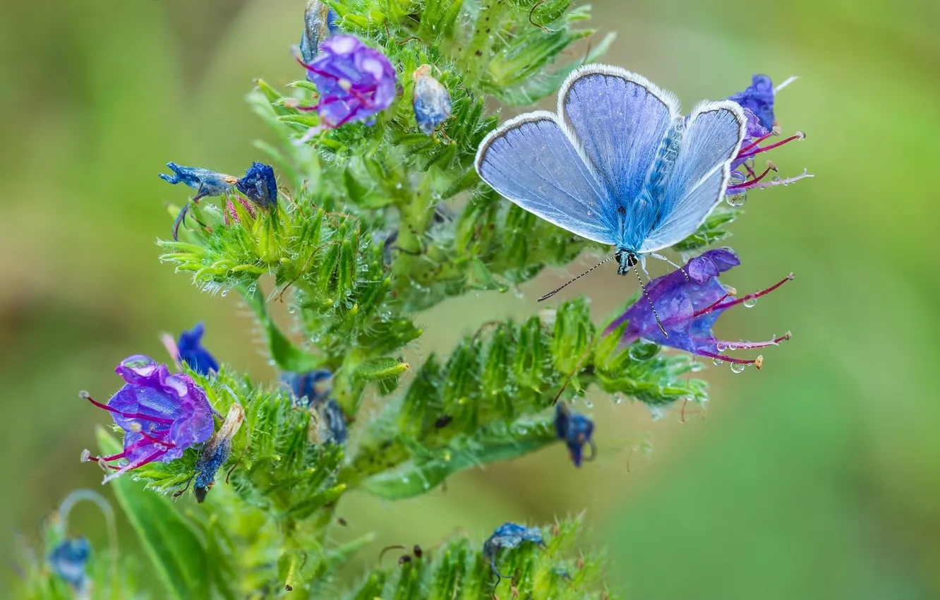 Photo wallpaper flower, macro, butterfly, blue