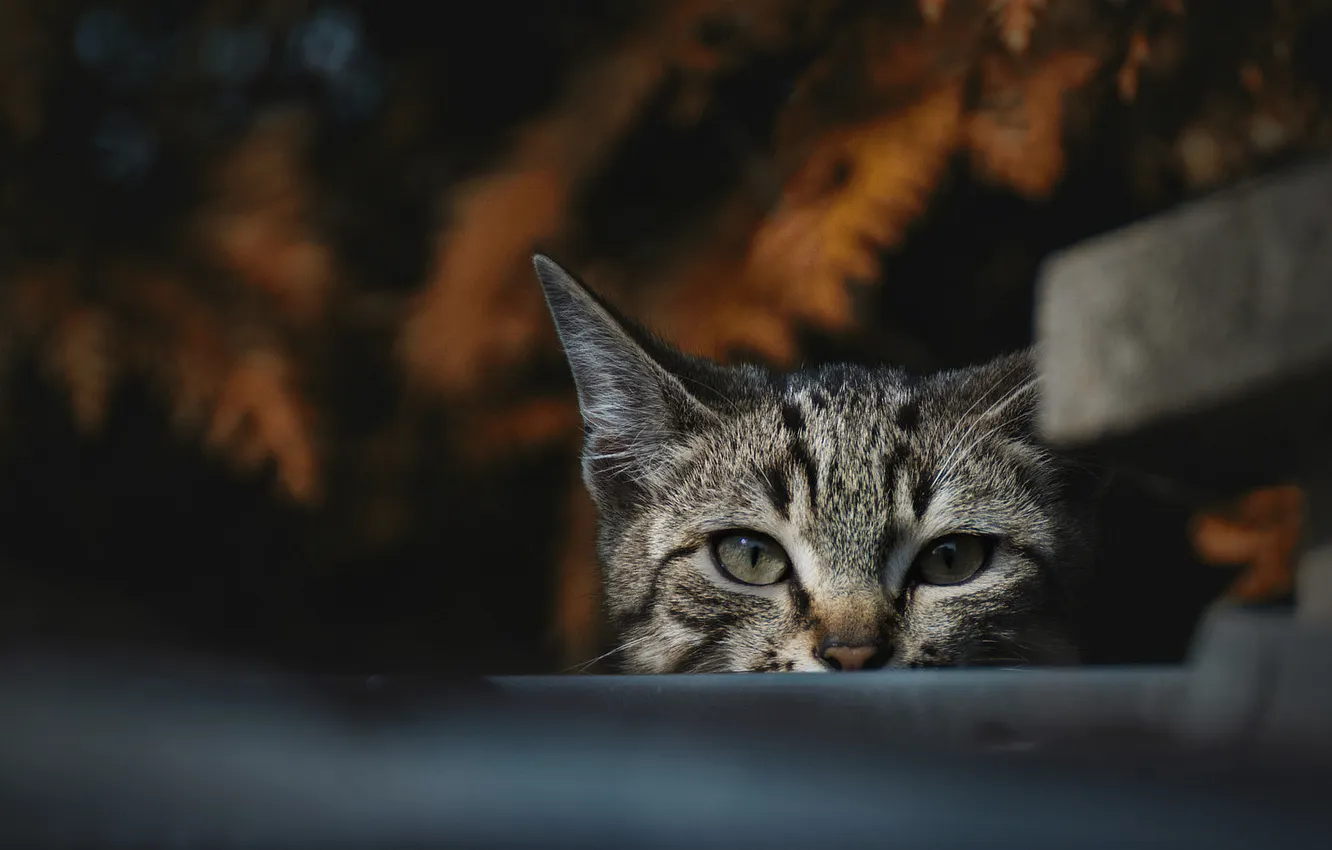 Photo wallpaper autumn, cat, cat, look, leaves, bench, nature, pose