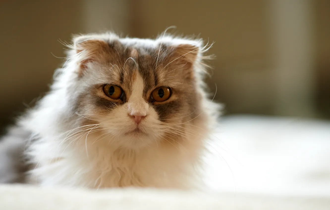 Photo wallpaper cat, mustache, house, muzzle, lying, fluffy